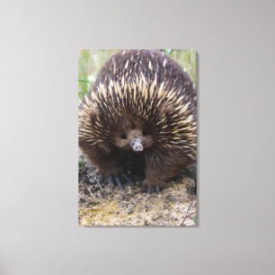 Australian Echidna Cute Animal Photo Canvastryck