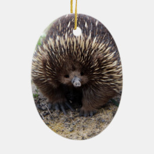 Australian Echidna Cute Animal Photo Julgransprydnad Keramik