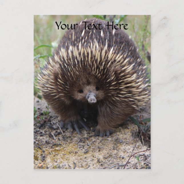 Australian Echidna Cute Animal Photo Vykort (Framsida)