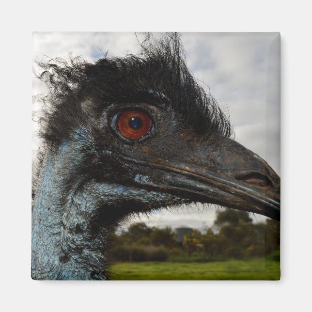 Australian Emu Close Up, Fridge Magnet (Framsidan)