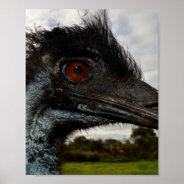 Australian Emu Close Up. Poster (Framsidan)
