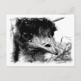 Australian Emu Wildlife Postcard Vykort