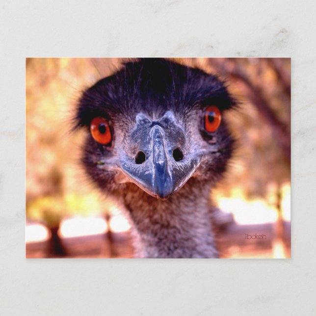 Australian Emu Wildlife Postcard Vykort (Framsida)