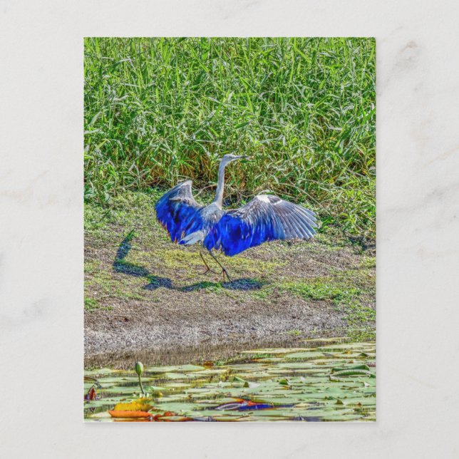 AUSTRALIAN FÅGLASTORK AUSTRALIA MED KONSEKVENSER VYKORT (Framsida)