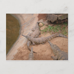 Australian Freshwater Crokodile Vykort