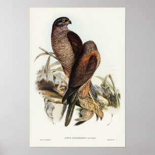 Australian Goshawk av Elizabeth Gould Poster