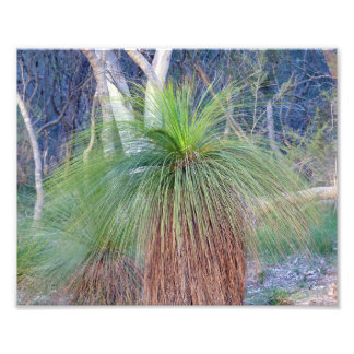 Australian Grass Träd Fototryck