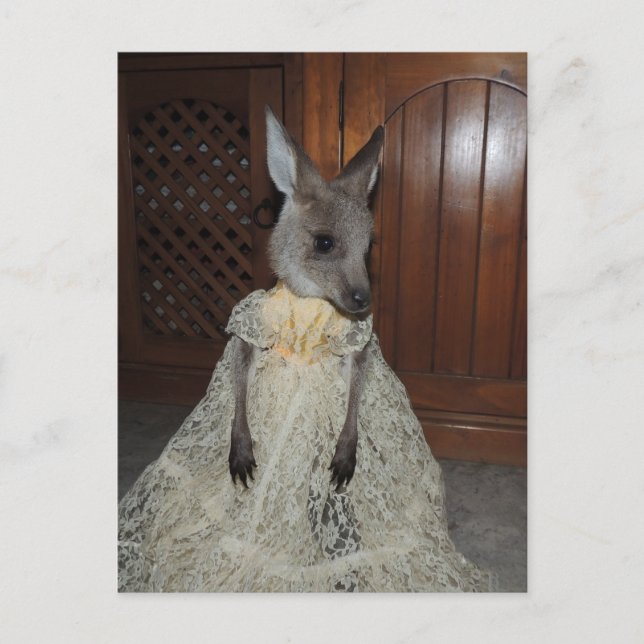 Australian Kangaroo Joey Vykort (Framsida)