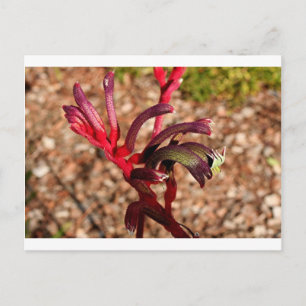 Australian Kangaroo Tass blomma i blomma 2 Vykort
