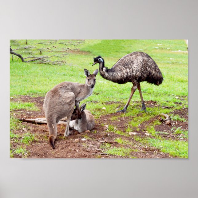 Australian Kangaroos och Emu, Poster (Framsidan)