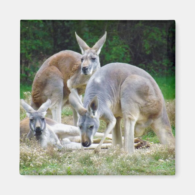 Australian Kangaroos Relaxing i Sol Magnet (Framsidan)