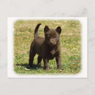 Australian Kelpie 9P022D-025 Vykort