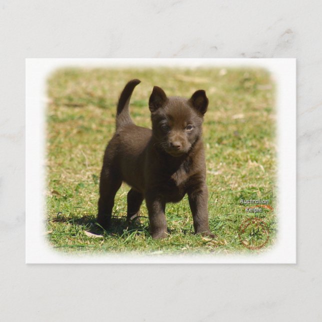 Australian Kelpie 9P022D-025 Vykort (Framsida)