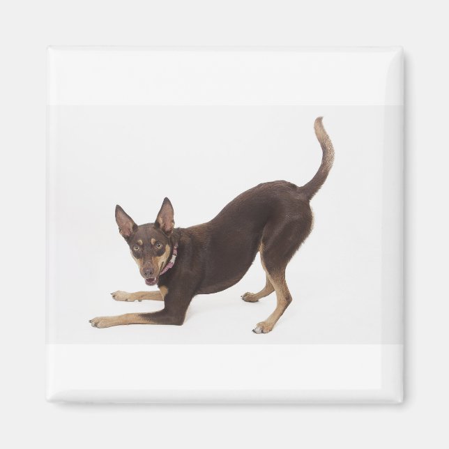 Australian Kelpie Magnet (Framsidan)