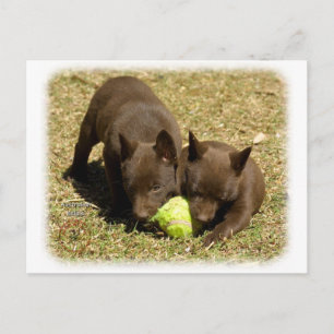 Australian Kelpie puppies 9P022D-018 Vykort