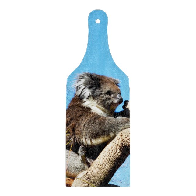 Australian Koala Bear in Old Gräs Träd. (Framsidan)