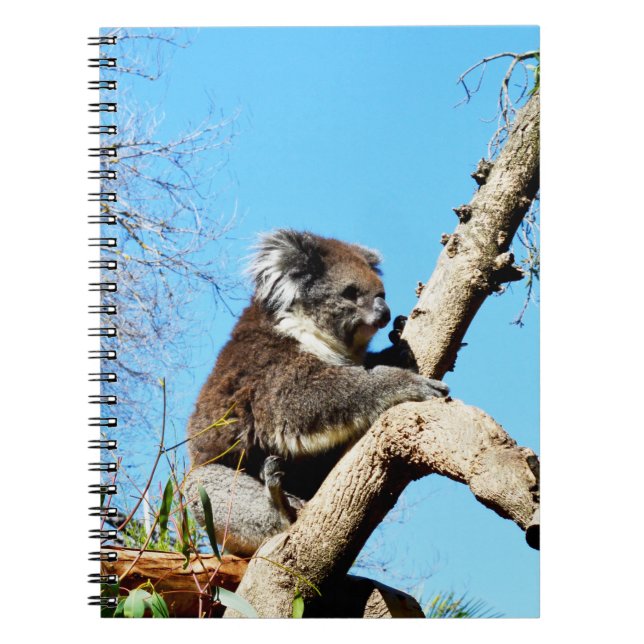 Australian Koala Bear in Old Gräs Träd. Anteckningsbok (Framsidan)