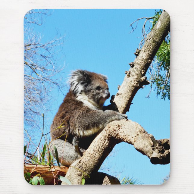 Australian Koala Bear in Old Gräs Träd. Musmatta (Framsidan)