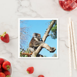 Australian Koala Bear in Old Gräs Träd. Pappersservett
