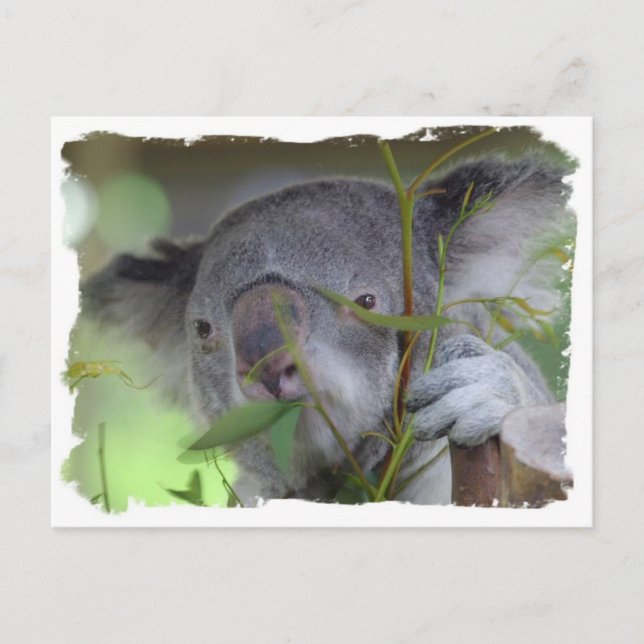 Australian Koala Postcard Vykort (Framsida)