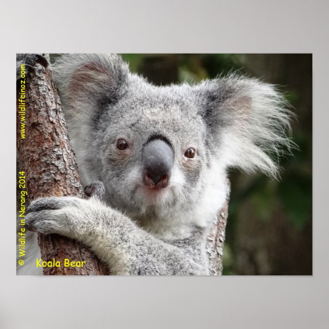 Australian Koala Poster (Framsidan)