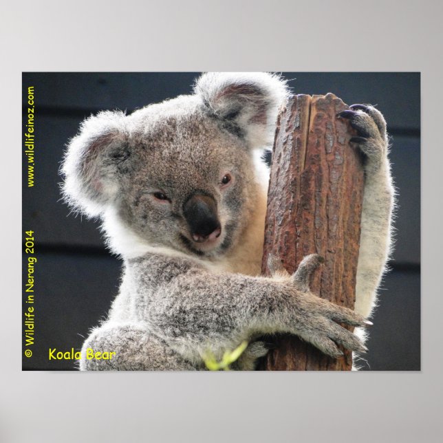 Australian Koala Poster (Framsidan)