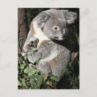 Australian Koala Vykort