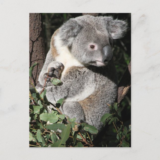 Australian Koala Vykort (Framsida)