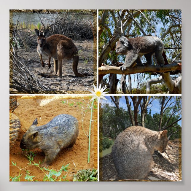Australian Koala, Wombat, Quokka, Kangaroo Poster (Framsidan)
