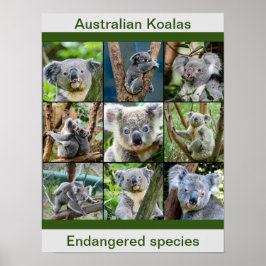 Australian Koalas, utrotningshotade arter Poster