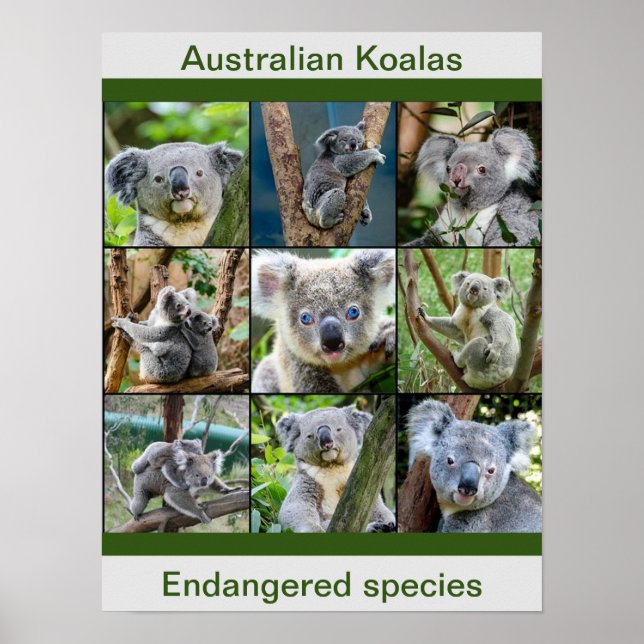 Australian Koalas, utrotningshotade arter Poster (Framsidan)