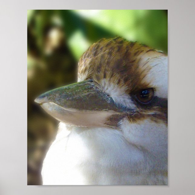Australian Kookaburra Close Up Poster (Framsidan)