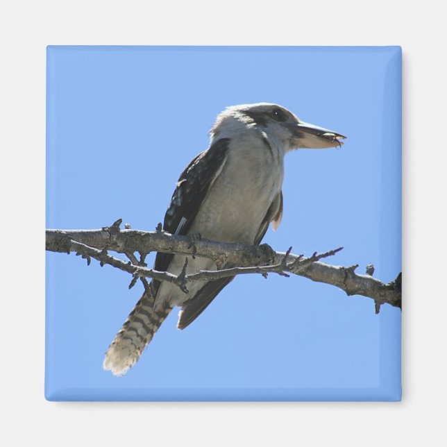 Australian Kookaburra Magnet (Framsidan)