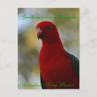Australian Kung Parrot Poster Vykort