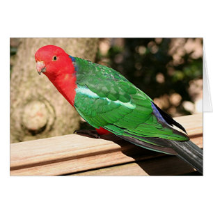 Australian Kung Parrot (röd och grönt) Hälsningskort