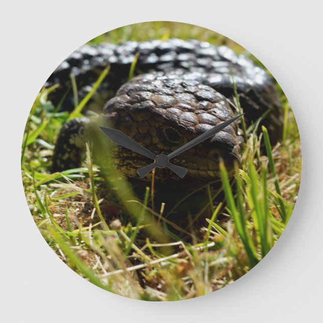 Australian Lizard (stumpy)   Stor Klocka (Framsida)