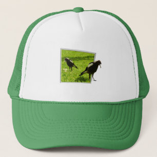 Australian Magpie Birds Keps