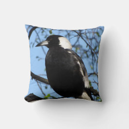 Australian Magpie Kudde