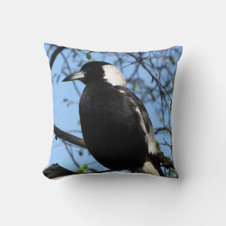 Australian Magpie Kudde