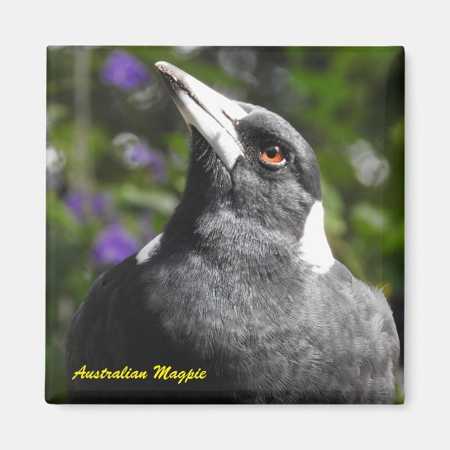 Australian Magpie Magnet (Framsidan)