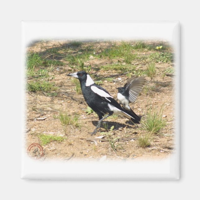 Australian Magpie mobbas av Willie Wagtail 9 Magnet (Framsidan)
