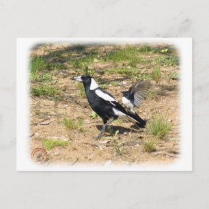 Australian Magpie mobbas av Willie Wagtail 9 Vykort