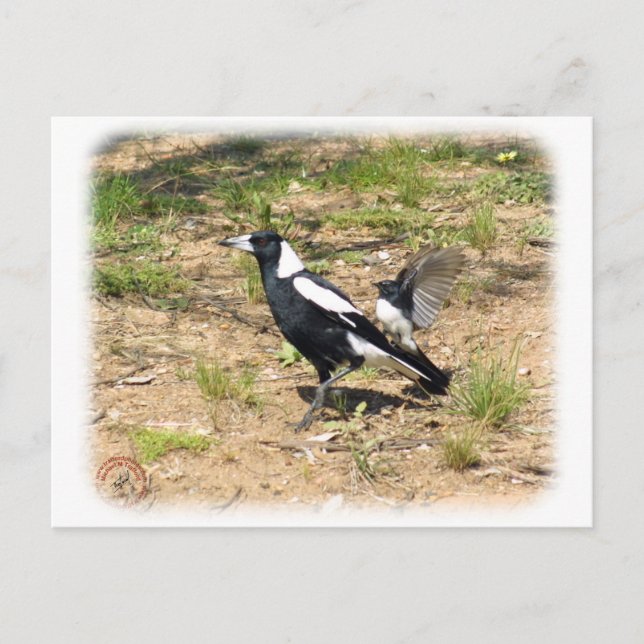 Australian Magpie mobbas av Willie Wagtail 9 Vykort (Framsida)