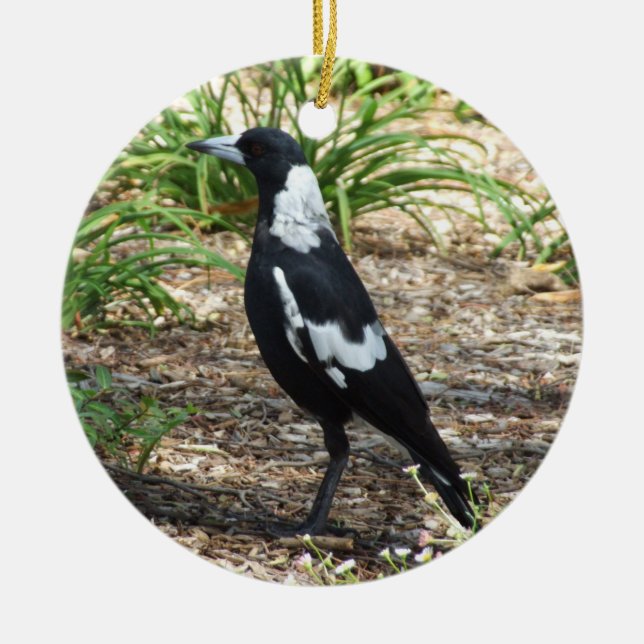 Australian Magpie Ornament (Framsidan)