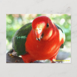 Australian Male Kung Parrot Vykort