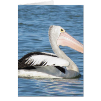 Australian Pelican Hälsningskort