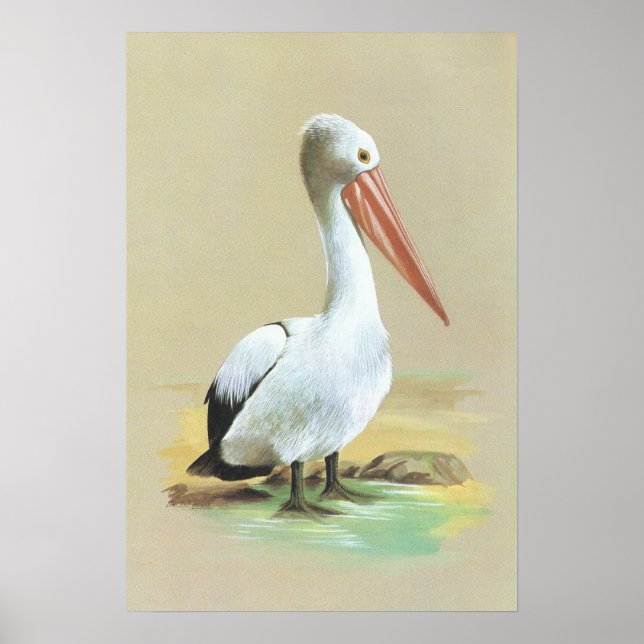 Australian Pelican - Pelecanus conspicillatus Poster (Framsidan)