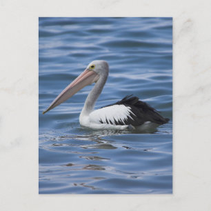 Australian Pelican Vykort