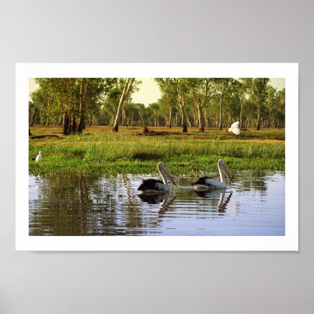 Australian Pelicans, Kakadu National Park, NT Poster (Framsidan)