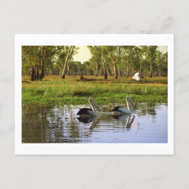 Australian Pelicans, Kakadu National Park, NT Vykort